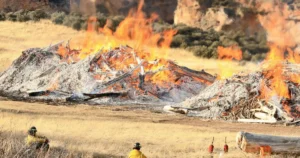 Cultural burning is more than fuel reduction